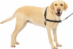 PetSafe Easy Walk No-Pull Dog Harness - The Ultimate Harness to Help Stop Pulling - Take Control & Teach Better Leash Manners - Helps Prevent Pets Pulling on Walks, Large