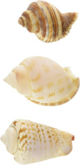 Zoo Med Laboratories Growth Hermit Crab Shells