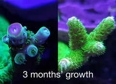 Red Sea Reef Energy Plus (AB+) All In One Coral Food for Saltwater Aquarium Marine Reef Tanks | Food for Soft, LPS, SPS, and Non-Photosynthetic Corals