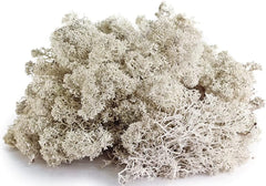 Galápagos Reindeer Moss, Natural, 150in3 Header Bag