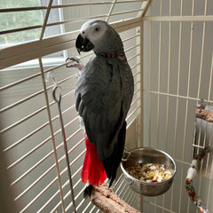 SPOT Stainless Steel Coop Cup with Wire Hooks – Durable, Chew-Resistant Food Bowl for Cages and Crates, Ideal for Feeding Birds, Parrots, Rabbits, Ferrets, and Reptiles