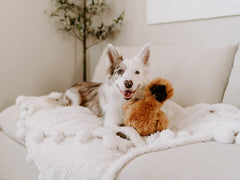 ZippyPaws Wooliez Dog Plush Toy - Interactive Pet Toys, Indestructible Plush Dog Toys, Fun Dog Toys, Enzo The Emu