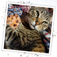 SMARTERPAW Meowijuana Get Baked Cookie Toy