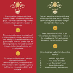 Durvet® FerAppease – 300 mL