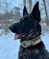 Boss Dog Tactical Adjustable Collar, Tan Camo