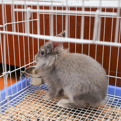 SPOT Coop Cup Bolt Clamp - Stainless Steel Hanging Bowl for Crates, Removable, Chew-Proof Pet Feeding Dish, Ideal for Birds, Parrots, Rabbits, Ferrets, Reptiles