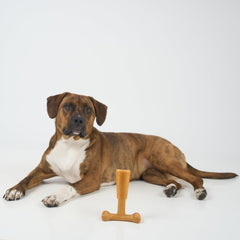 SPOT Bam-Bones Plus T Bone - Bamboo Fiber & Nylon, Durable Long Lasting Dog Chew for Aggressive Chewers – Toy for Dogs & Puppies Under 60lbs, Non-Splintering, Allergen Free Peanut Butter Flavor