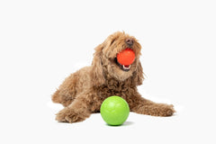 Jolly Pets Mini Jolly Soccer Ball; Floating-Bouncing Dog Toy