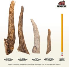 Redbarn Whole Elk Antler for Dogs