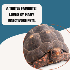 Fluker’s Freeze-Dried Insects - River Shrimp, Turtle Shrimp, Shrimp Turtle Food - Nutrient-Rich Shrimp for Turtles, Reptiles, Birds & Tropical Fish, 1 oz