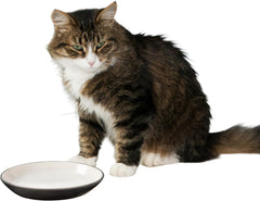 SPOT Two Tone Gray Oval Cat Food Dish - Ceramic Plate with Low Edges, Saucer with Whisker-Friendly Shape and Low-Profile Sides, Ideal for Wet or Dry Cat Food, Hand Wash Only, 6 inch (1 Cup- 8 Oz)