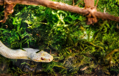 Galápagos (05248) Sheets of Real Moss, Natural,Green