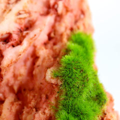 Penn-Plax Aqua-Flora Aquarium Living Resin Decoration with Embedded Glosso Plant Seeds – Red Rock – Safe and Healthy for Freshwater Fish