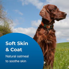 Fresh N Clean - PetAg Fresh ’n Clean 2-N-1 Oatmeal Conditioning Shampoo, Tropical Scent - 18 oz - Moisturizes with Vitamin E & Aloe Vera - Strengthens & Repairs Coats - Soap Free