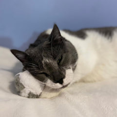 SPOT Jittery Pets Mouse Cat Toy - Shaking, Shivering Plush Toy with Pull-Tail Action for Indoor Cats & Kittens, Fun to Chase, Sway, and Hunt, No Batteries Needed