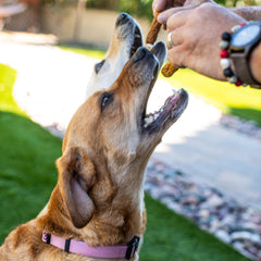 Loving Pets Natural Value Duck Sausages - Soft Jerky Dog Treats for Large & Small Breeds - Healthy Gluten, Wheat, Soy & Grain Free Pet Treats for Dogs