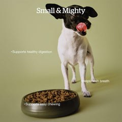 Now Fresh Good Gravy Premium Dry Dog Food with Chicken & Ancient Grains for Small Breeds, Healthy Kibble for Adults Coated in Bone Broth – Just Add Water to Moisten, Made with Real Meat