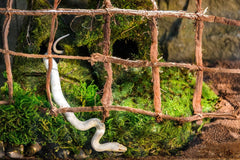 Galápagos (05213) Terrarium Green Sphagnum Moss, Natural