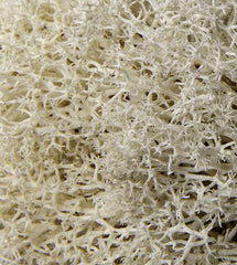 Galápagos Reindeer Moss, Natural, 150in3 Header Bag