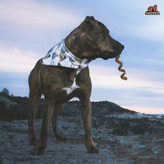 Redbarn Odor Free Bully Springs for Dogs 1 ea