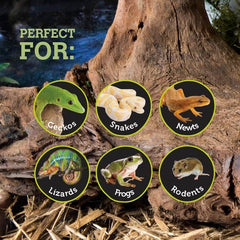 Galápagos Mossy Sapa Corner Hide - The Perfect Reptile Hide for Security and Comfort - A Natural and Secure Hide for Reptiles, Amphibians, and Invertebrates, L10” x W5.5” x H4.5”