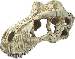 Komodo T-Rex Skull