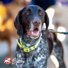 Fromm Gold Nutritionals Large Breed Adult Dry Dog Food.