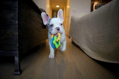 Nylabone Teething Rings Power Chew Toy for Dogs, Dog Toys for Aggressive Chewers, Bacon Flavor, Small - Up to 25 Ibs