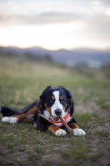 Nylabone Healthy Edibles Natural Dog Chews Long Lasting Chicken Flavor Treats for Dogs