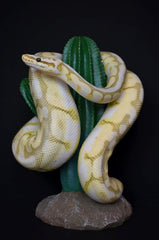 Multi Pet 48593324: Komodo Cactus Plant Saguaro, 9.5In