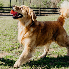 Playology Squeaky Bounce Ball for Large to X-Large Dogs 50lbs & up | Engaging All-Natural Beef Scented Dog Chew Toy for Tough Chewers | Easy to Clean, Interactive & Non-Toxic Materials