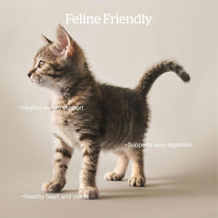 Now Fresh Grain-Free Dry Cat Food with Turkey, Salmon & Duck, Healthy Kibble for Adults Made with Real Meat & Fish, Chicken-Free, with Pumpkin & Probiotics for Sensitive Stomachs