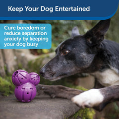 PetSafe Busy Buddy Barnacle - Dog Chew Toy - Treat Dispensing Dog Toys