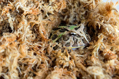 Galapagos (05203) 5-Star Terrarium Sphagnum Moss, Blond Sphagnum
