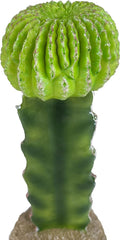 Multi Pet 48593325: Komodo Cactus Plant Moon, 7.5In
