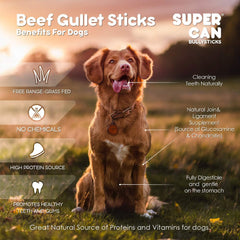 SUPERCAN BULLYSTICKS 6" Beef Bully Sticks for Small Medium Large Dogs (1pc) 100% Natural Dog Chews - Long Lasting Treats for Aggressive Chewers - Healthy Teeth