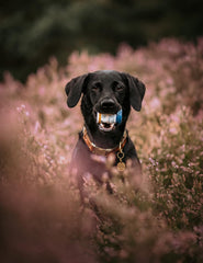 NaturVet ProDen PlaqueOff Powder for Pets - Cat & Dog Breath Freshener - Plaque & Tartar Remover for Pet Oral Care