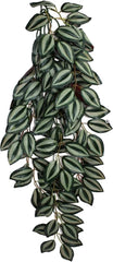 Multi Pet 48593305: Komodo Zebrina Hanging Plant, Lg 26In