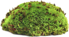 Galápagos (05350) Humid Environment Terrarium Kit – Essential Moss Accessories for Dart Frogs, Iguanas, Chameleons & Reptile Tanks