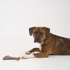 SPOT Bam-Bones Wishbone - Made with Strong Bamboo Fiber, Durable Long Lasting Dog Chew for Light to Moderate Chewers, Great Toy for Adult Dogs & Teething Puppies Under 50lbs, Bacon Flavor