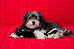 ZippyPaws - Jigglerz Tough No Stuffing Squeaky Plush Dog Toy with Crinkle Head and Tail - Skunk