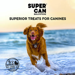 SUPERCAN BULLYSTICKS 6" Beef Bully Sticks for Small Medium Large Dogs (1pc) 100% Natural Dog Chews - Long Lasting Treats for Aggressive Chewers - Healthy Teeth