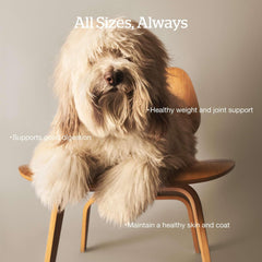 Now Fresh Grain-Free Dry Dog Food with Turkey, Salmon & Duck, Healthy Kibble for Adults Made with Real Meat & Fish, Chicken-Free, Enhanced with Pumpkin & Probiotics for Good Digestion