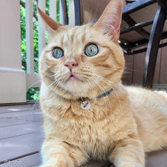 Elasta Cat® Reflective Safety Stretch Collar