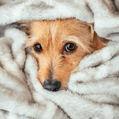 Veterinary Formula Clinical Care Dog Shampoo with Oatmeal and Tea Tree Oil – Gentle Shampoo for Dogs with Dry Skin, Soothes and Adds Moisture to Skin and Coat