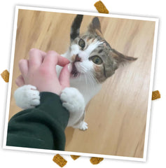 SMARTERPAW Meowijuana | Crunchie Munchie Catnip Treats | Made with Organic Catnip | Produced in The USA | Feline and Cat Lover Approved