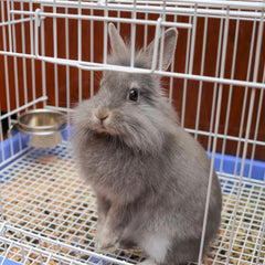 SPOT Coop Cup Bolt Clamp - Stainless Steel Hanging Bowl for Crates, Removable, Chew-Proof Pet Feeding Dish, Ideal for Birds, Parrots, Rabbits, Ferrets, Reptiles