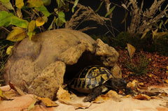 Exo Terra Cave Tortoises