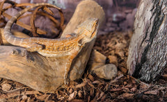 Galápagos (05248) Sheets of Real Moss, Natural,Green