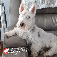 Fromm Classic Adult Dog Food - Premium Dry Dog Food for Large, Medium, & Small Breeds - Chicken Recipe.